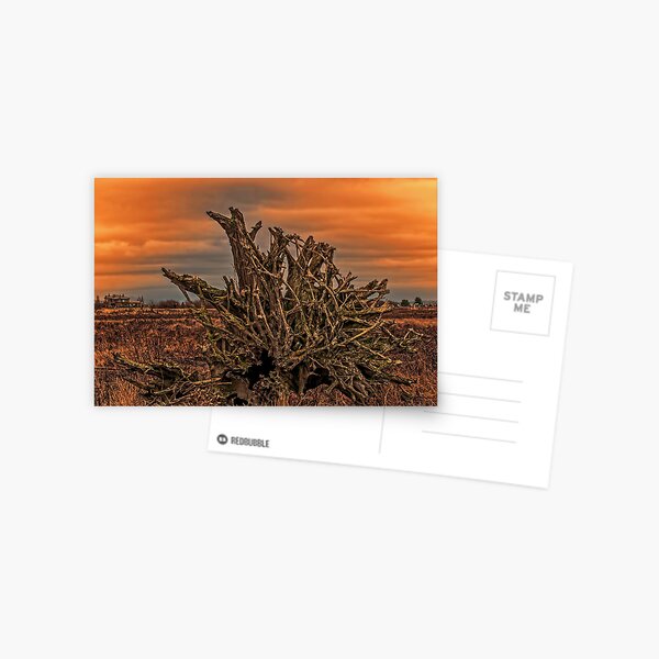 Item preview, Sunrise Stump designed and sold by Steve Walser.
