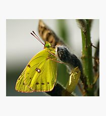 Cloudless Sulphur Photographic Print