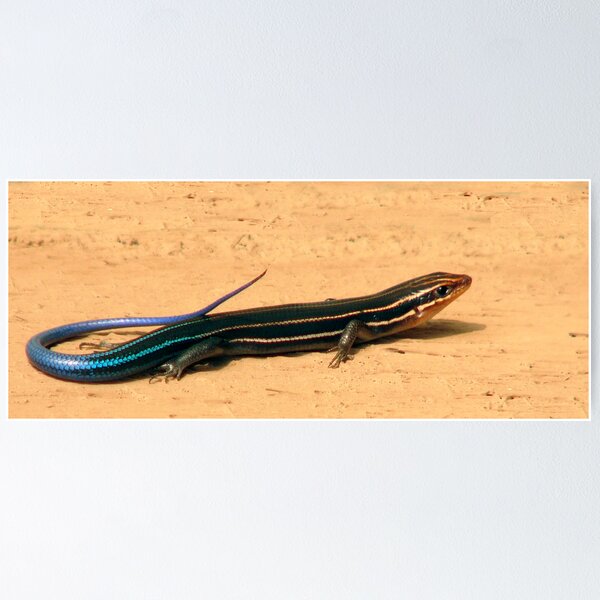 Item preview, Five Lined Skink. designed and sold by christopher kusik.