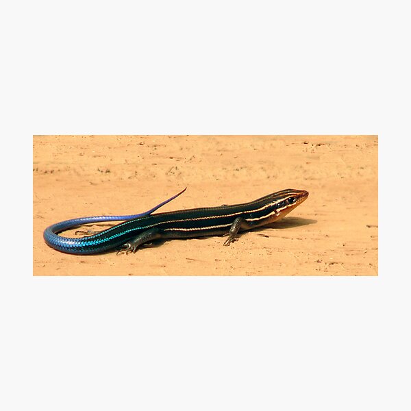 Item preview, Five Lined Skink. designed and sold by christopher kusik.