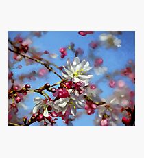 Cherry Blossoms Photographic Print