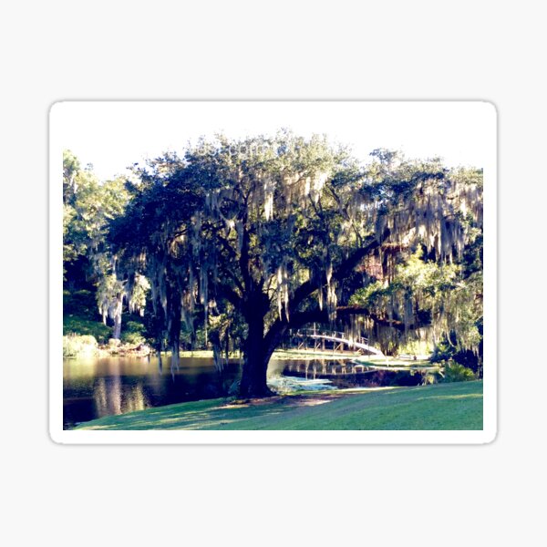 Item preview, Trees On The Plantation designed and sold by Sea West Studio.