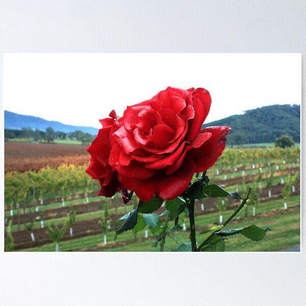 Item preview, Feathertop Winery - Porepunkah Victoria designed and sold by Emmy Silvius.