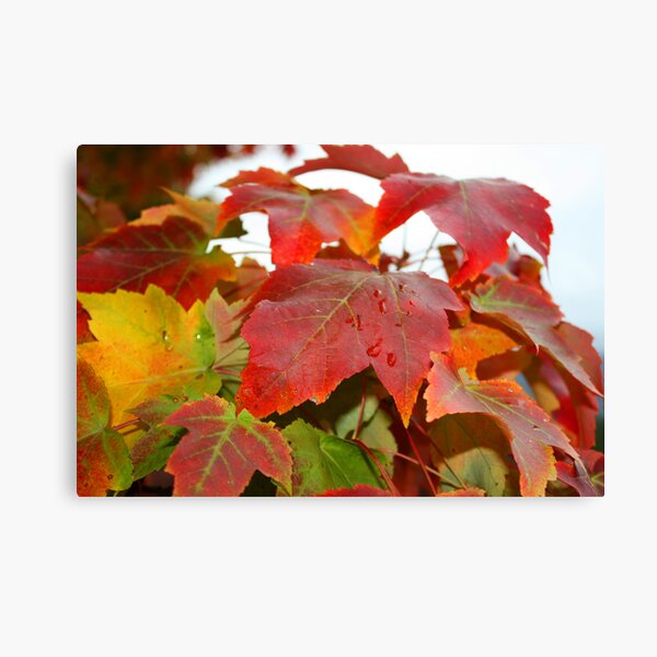 Item preview, Feathertop Winery - Porepunkah Victoria designed and sold by Emmy Silvius.