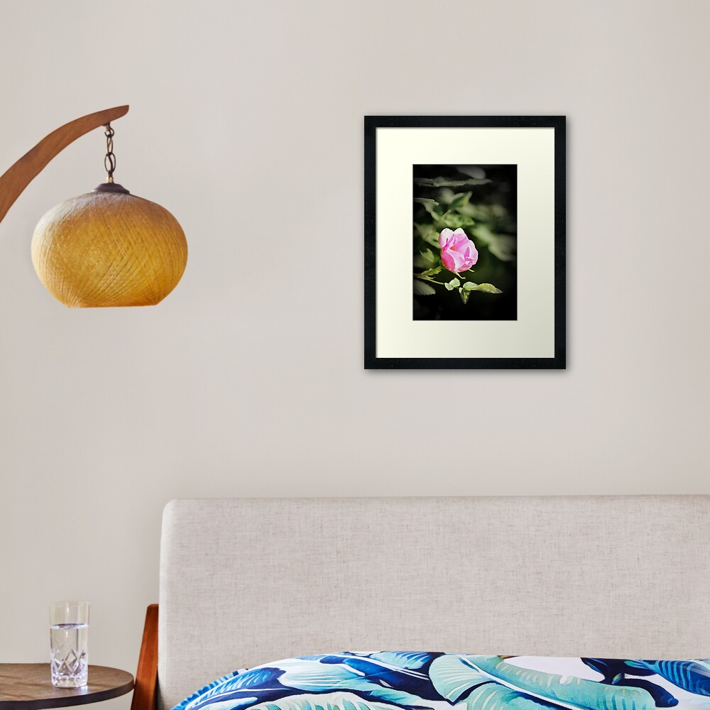 Old fashioned pink rose, near Trojan pond, Oregon 2 Framed Art Print