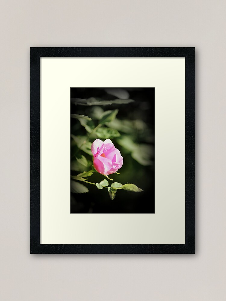 Alternate view of Old fashioned pink rose, near Trojan pond, Oregon 2 Framed Art Print