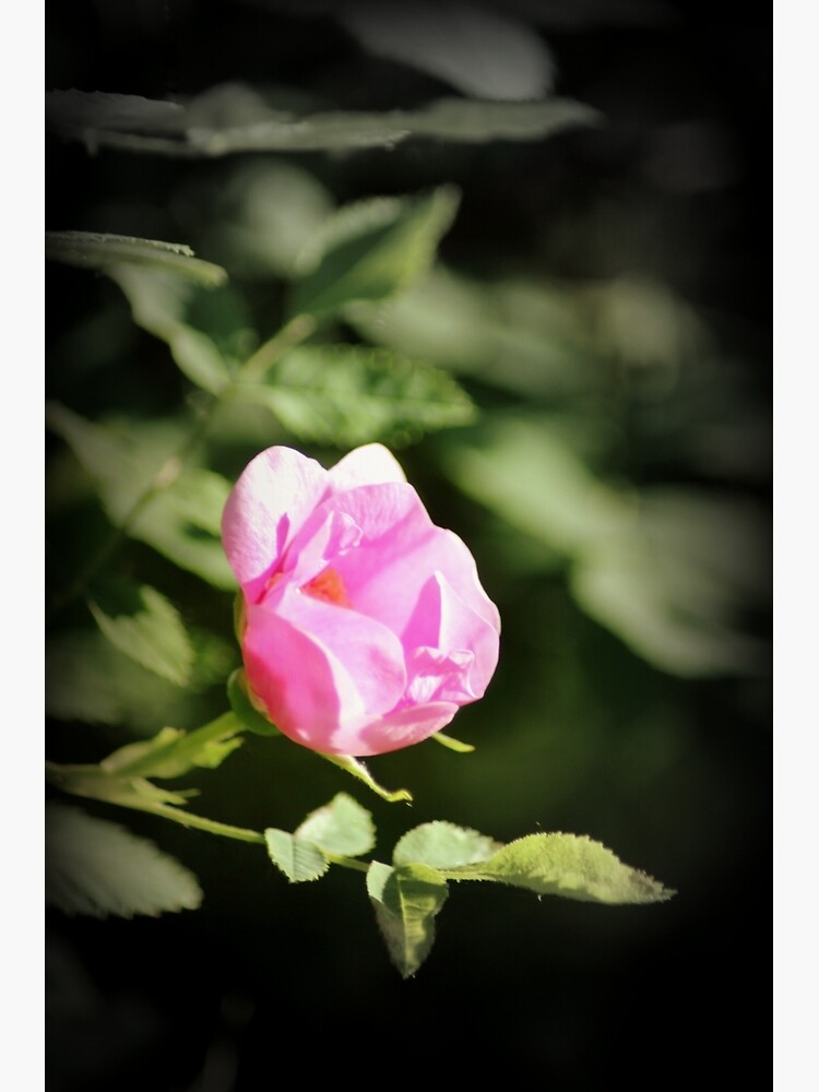 Old fashioned pink rose, near Trojan pond, Oregon 2 by DlmtleArt