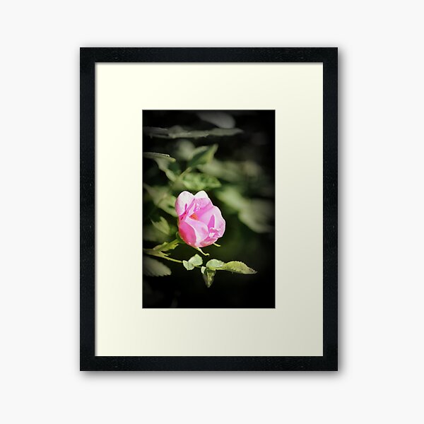 Old fashioned pink rose, near Trojan pond, Oregon 2 Framed Art Print