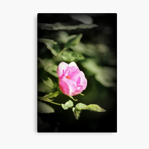 Old fashioned pink rose, near Trojan pond, Oregon 2 Canvas Print