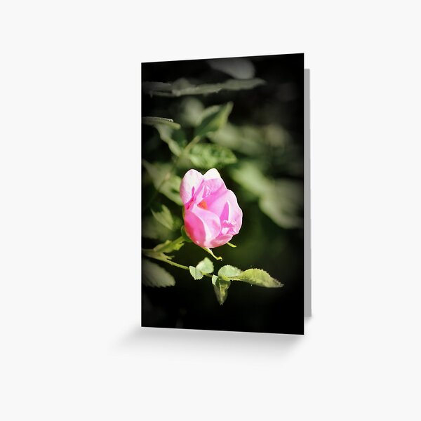 Old fashioned pink rose, near Trojan pond, Oregon 2 Greeting Card