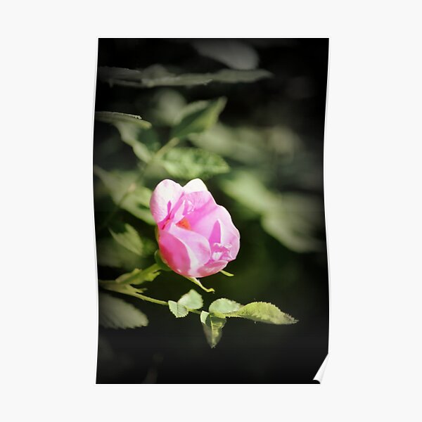 Old fashioned pink rose, near Trojan pond, Oregon 2 Poster