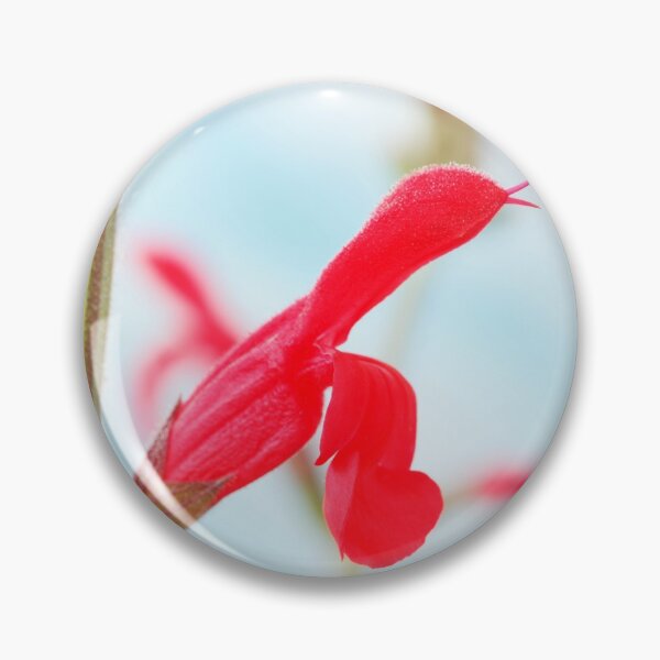 Item preview, Salvia darcyi  Mexican sage   designed and sold by Chris Burrows.