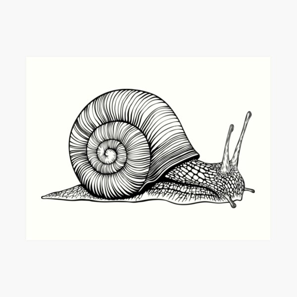 Snail Art Print