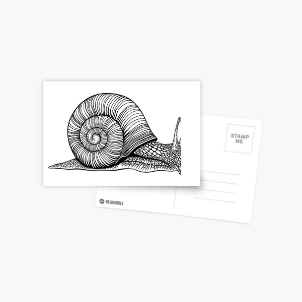 Snail Postcard