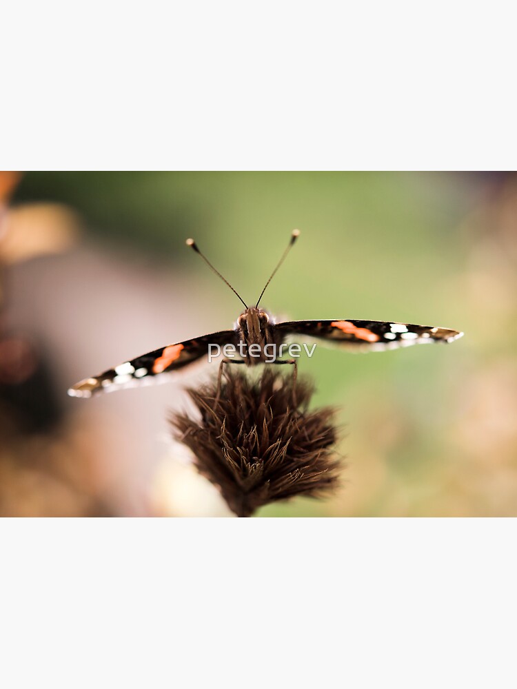 Day 356 - 30th June 2012 by petegrev