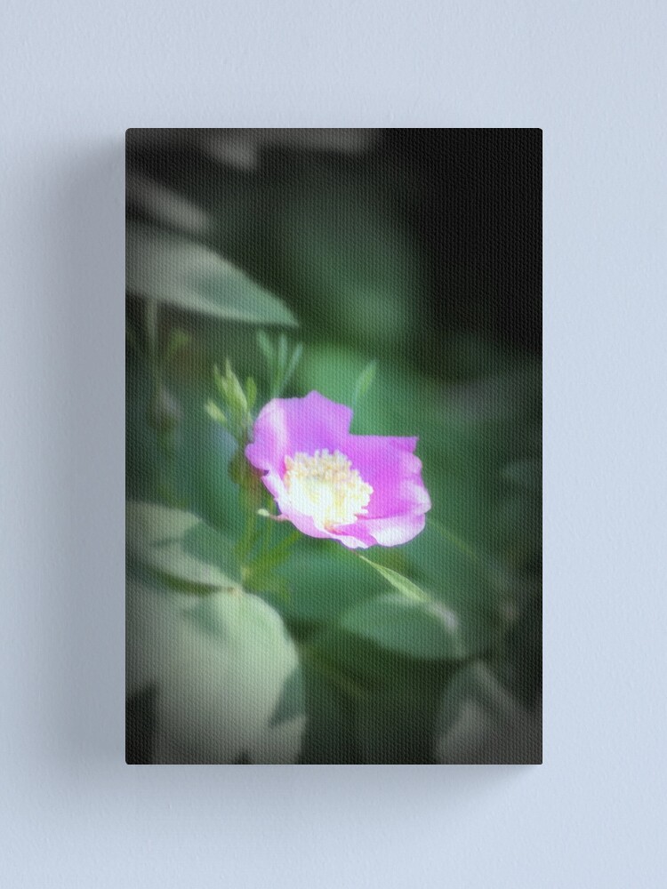 Alternate view of Old fashioned pink rose, near Trojan pond, Oregon Canvas Print