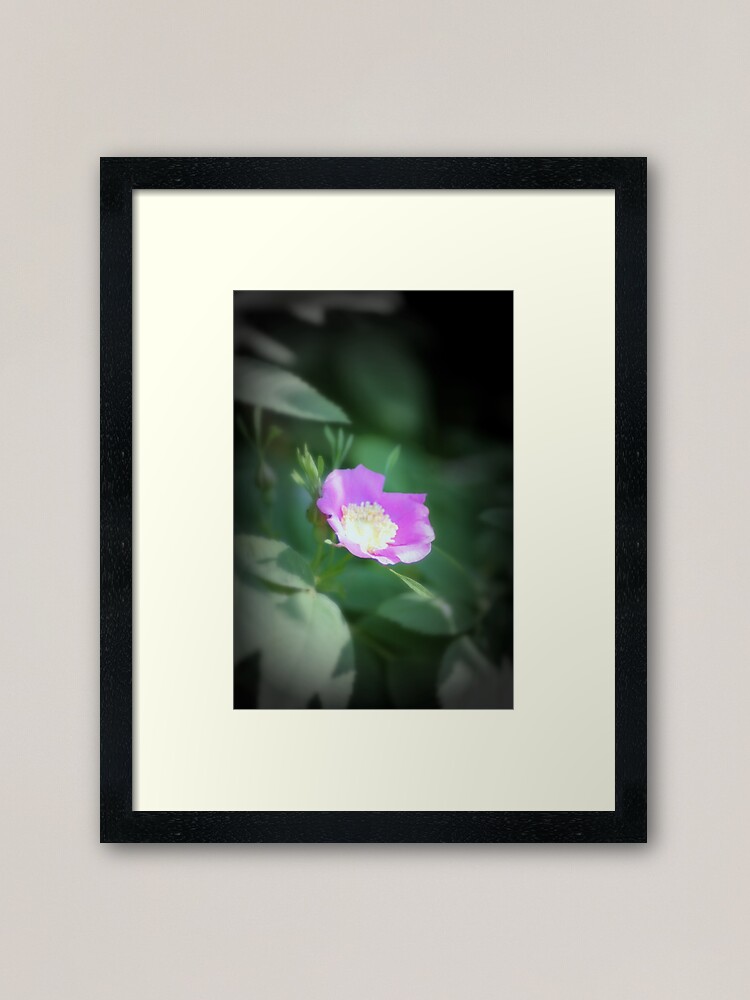 Alternate view of Old fashioned pink rose, near Trojan pond, Oregon Framed Art Print