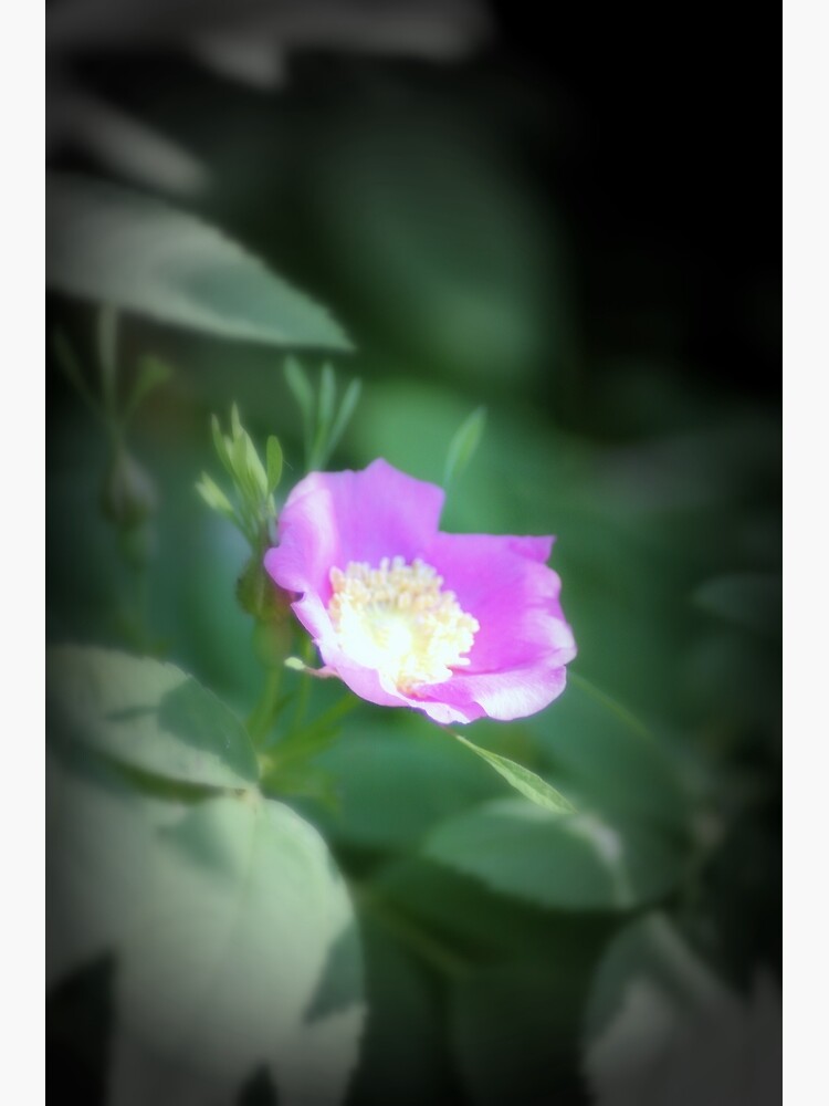 Old fashioned pink rose, near Trojan pond, Oregon by DlmtleArt