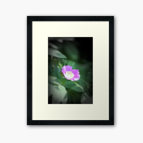 Old fashioned pink rose, near Trojan pond, Oregon Framed Art Print