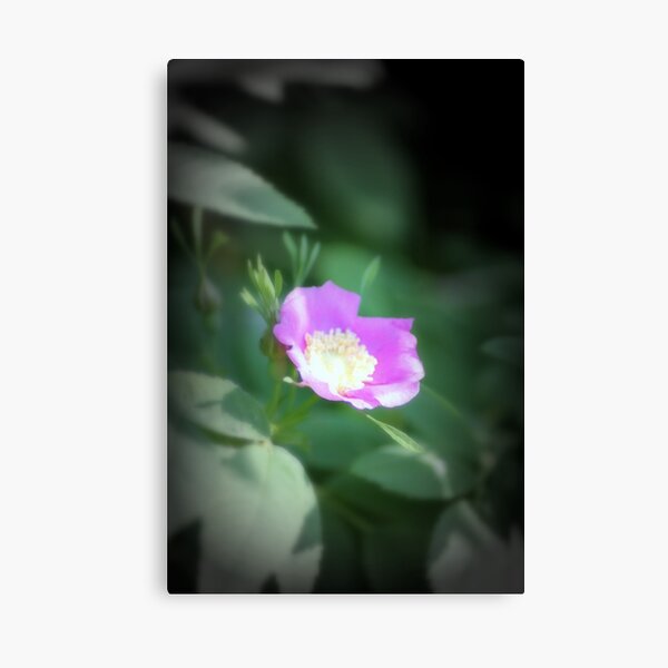 Old fashioned pink rose, near Trojan pond, Oregon Canvas Print