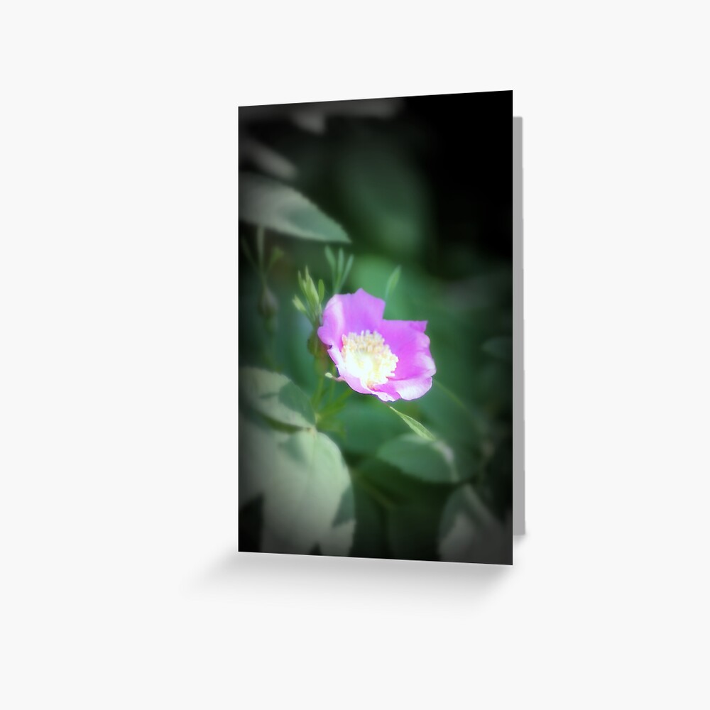 Old fashioned pink rose, near Trojan pond, Oregon Greeting Card