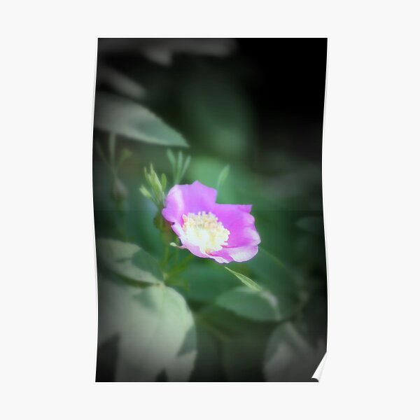 Old fashioned pink rose, near Trojan pond, Oregon Poster