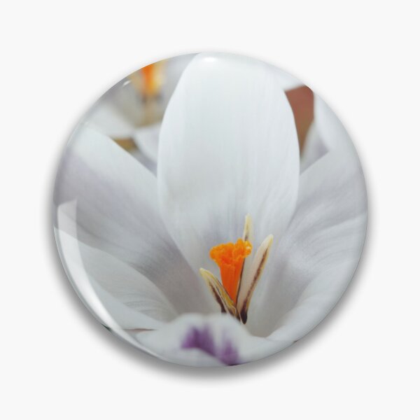 Aperçu de l'œuvre Crocus chrysanthus 'Ladykiller' AGA créée et vendue par Chris Burrows.