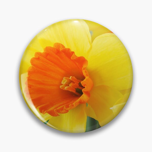 Item preview, Narcissus  'Loveday'    Division 2 Large-cupped  Daffodil designed and sold by Chris Burrows.