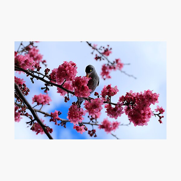Item preview, Bird in a tree designed and sold by Adriano Carrideo.