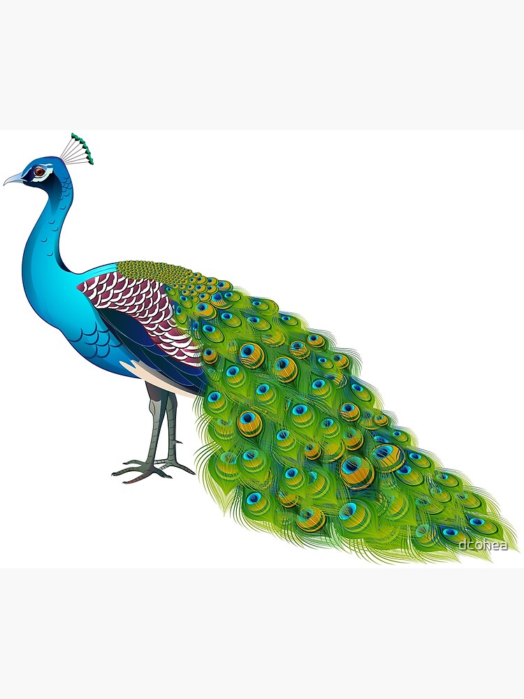Teal Peacock