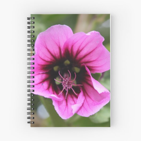 Item preview, Lavatera Clementii Rosea, Tree Mallow 2 designed and sold by dredfell.