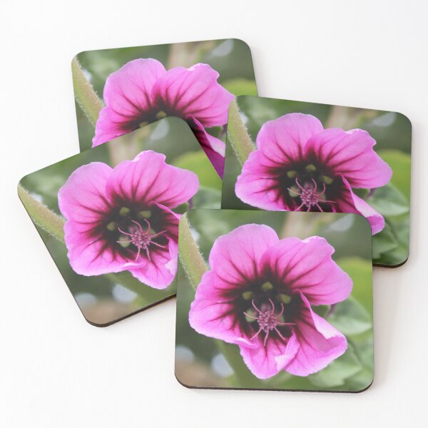 Item preview, Lavatera Clementii Rosea, Tree Mallow 2 designed and sold by dredfell.