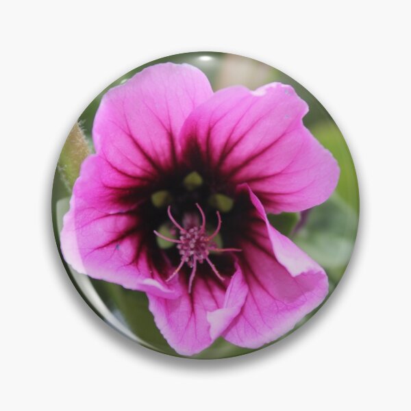 Item preview, Lavatera Clementii Rosea, Tree Mallow 2 designed and sold by dredfell.