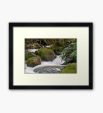 Rainforest gallery Warburton Framed Print