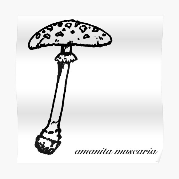Amanita Muscaria Mushroom Botanical Drawing Poster By Asleepyfairy Redbubble