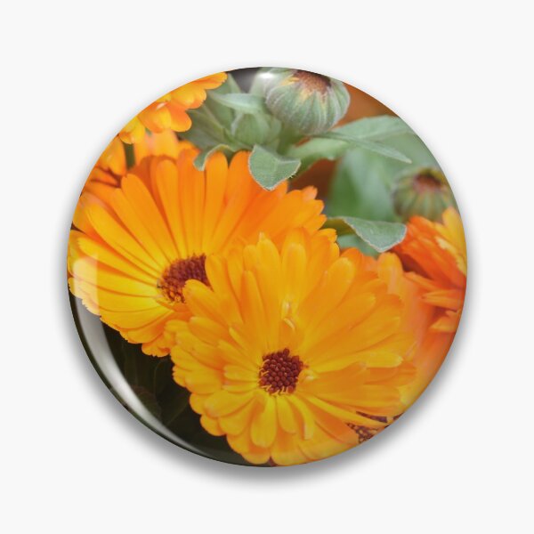 Item preview, Pot marigold designed and sold by santoshputhran.