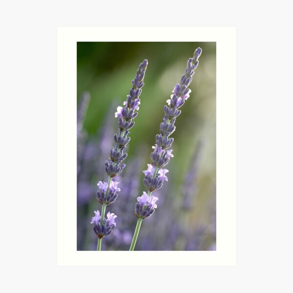 provence couple Art Print