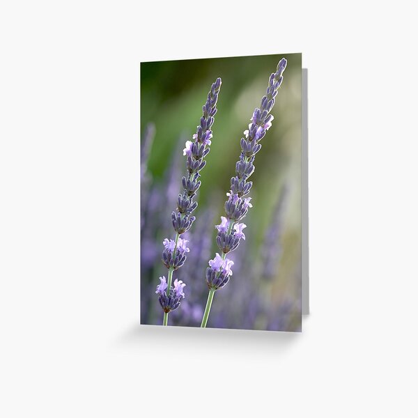 provence couple Greeting Card
