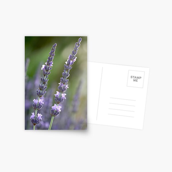 provence couple Postcard