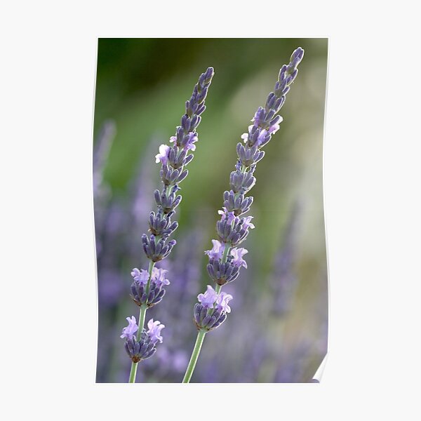 provence couple Poster