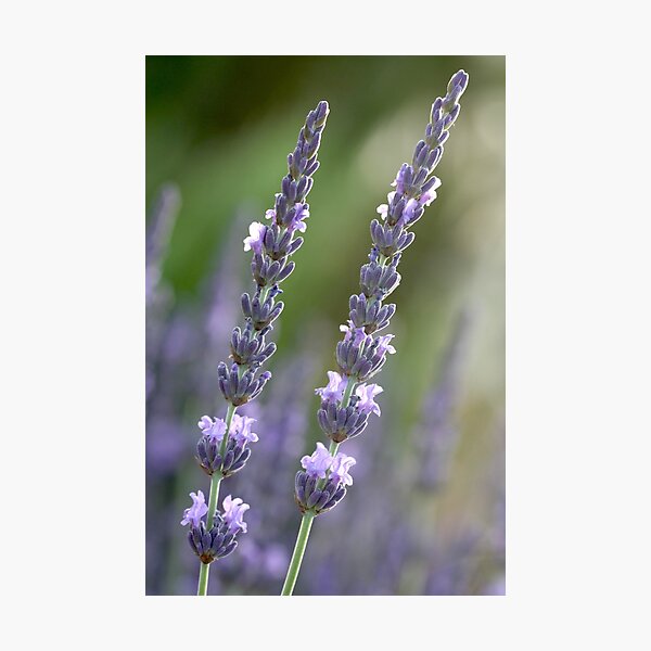 provence couple Photographic Print