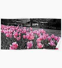 A sea of pink. Poster
