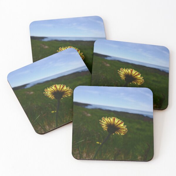 Item preview, Mouse-ear Hawkweed (Pilosella officinarum) designed and sold by IOMWildFlowers.