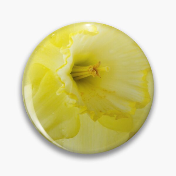Item preview, Narcissus  'Saint Patrick's Day'   Division 2 Large-cupped Daffodil  designed and sold by Chris Burrows.
