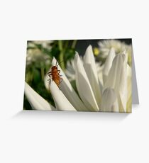 Soldier beetle Greeting Card