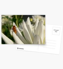 Soldier beetle Postcards