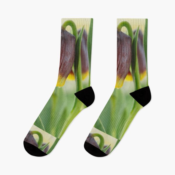 Item preview, Fritillaria michailovskyi   Michailovski fritillary  designed and sold by Chris Burrows.