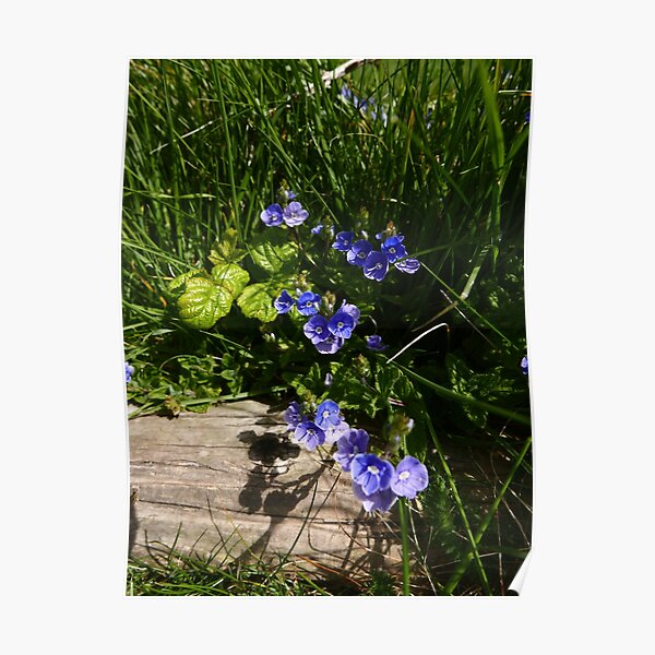 Germander Speedwell (Veronica chamaedrys) Poster