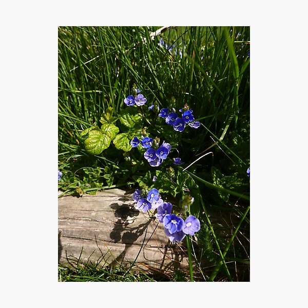 Germander Speedwell (Veronica chamaedrys) Photographic Print