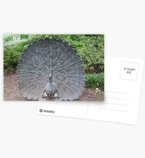 Peacock statue Postcards